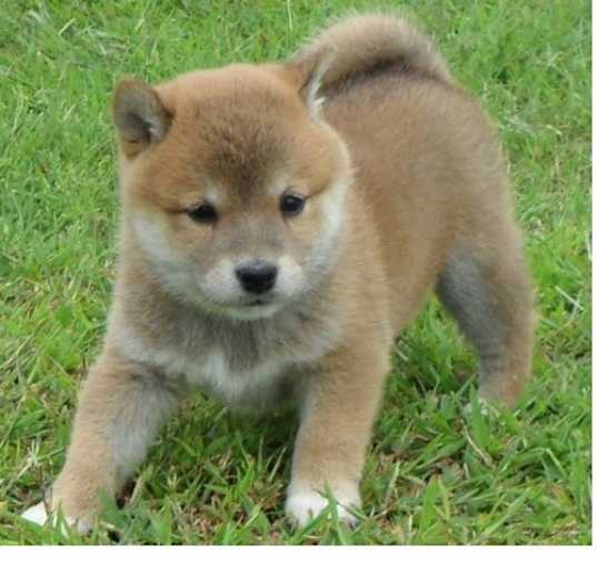 Photo of Shiba Inu puppy