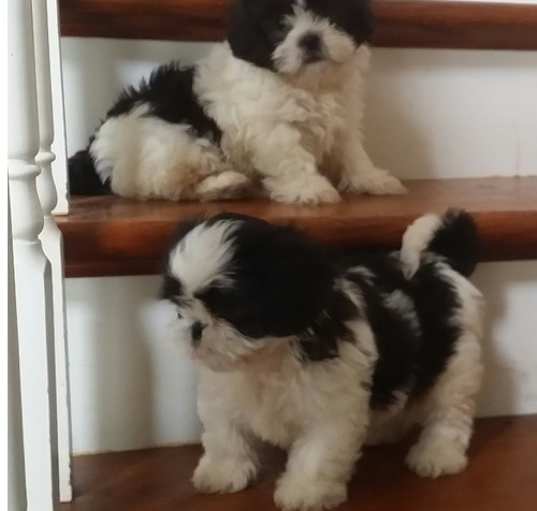 Photo of Shih Tzu puppy