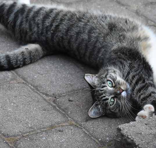 Photo of Barn Cats