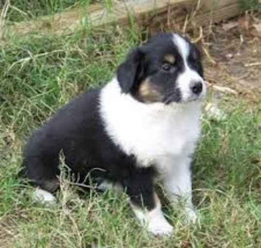 Photo of English Shepherd Puppies