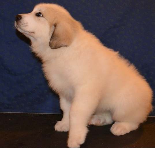 Photo of Great Pyrenees Puppies