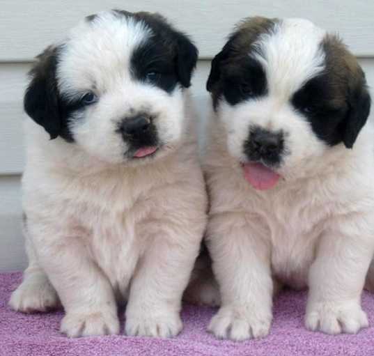 Photo of St. Bernard Puppies