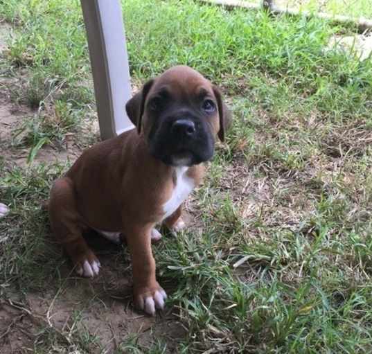 Photo of fawn with black mask Boxer