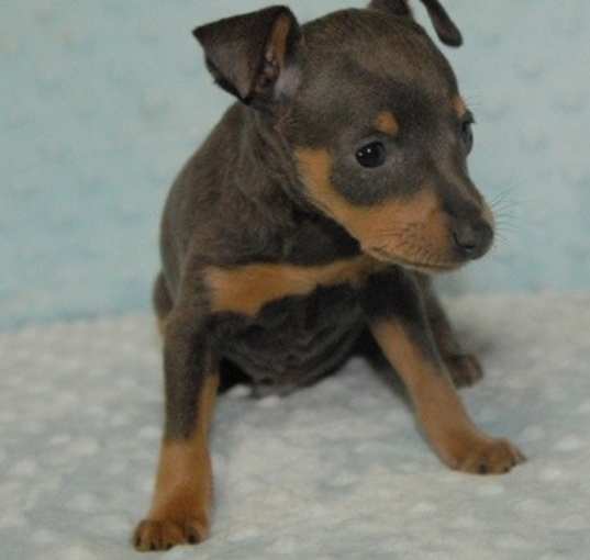 Photo of beautiful Miniature Pinscher