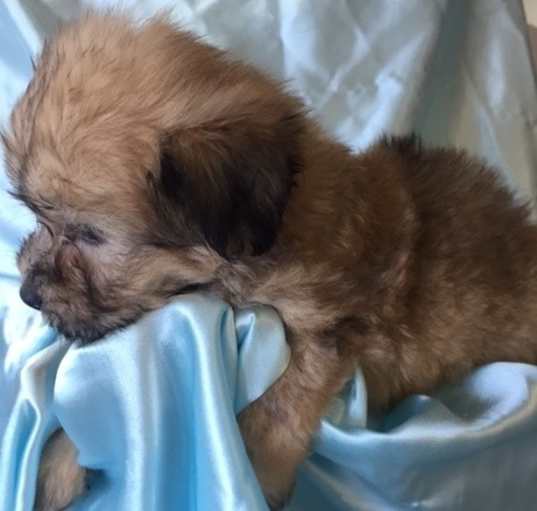 Photo of Brody is a purebred Havanese