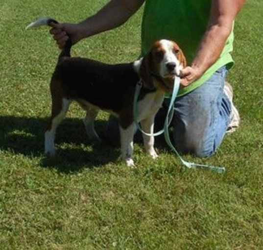 Photo of Beagle looking for his forever