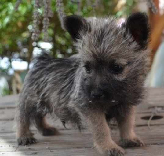 Photo of Cairn Terrier