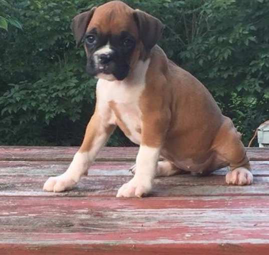 Photo of Boxer