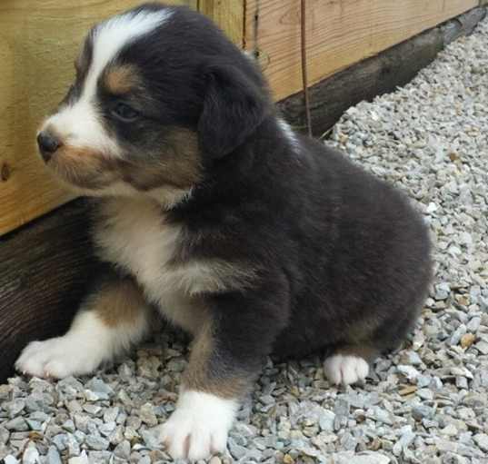 Photo of Australian Shepherd