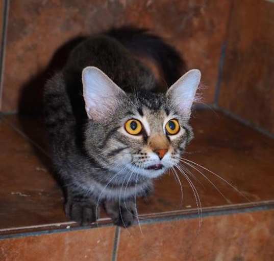Photo of Pharaoh