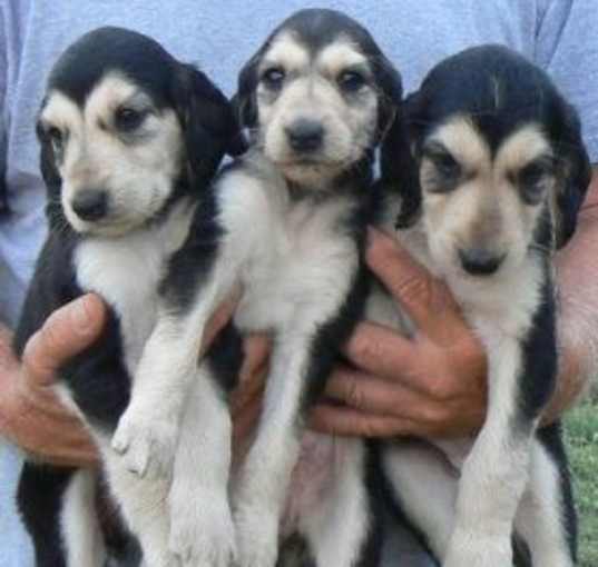 Photo of Afghan Hound