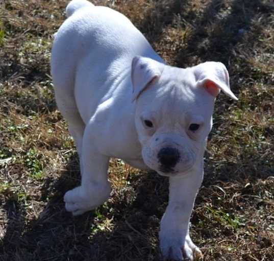 Photo of American Bulldog