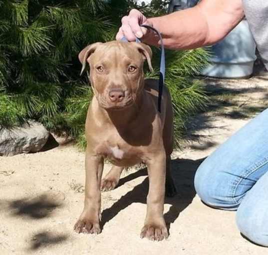 Photo of American Pit Bull Terrier