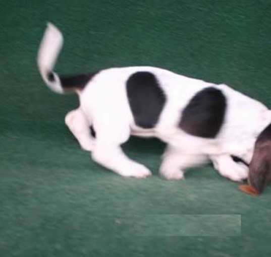 Photo of Basset Hound