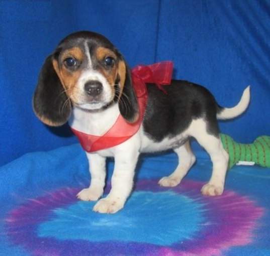 Photo of Beagle