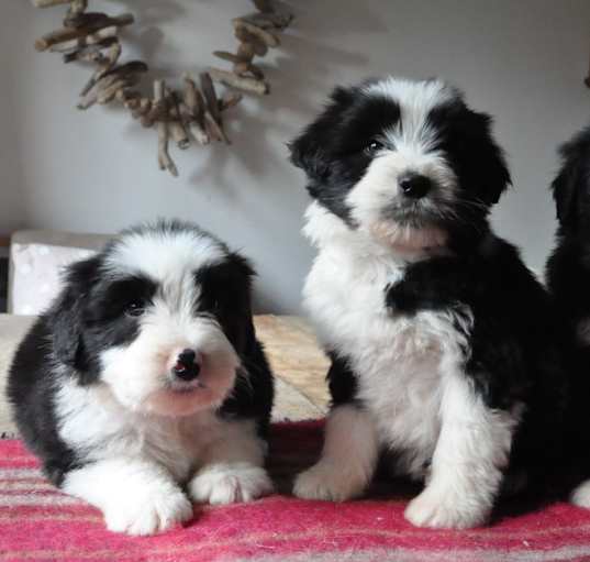 Photo of Bearded Collie