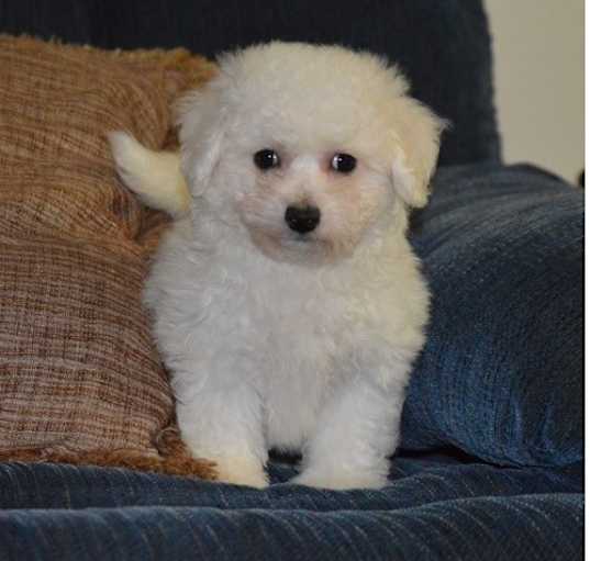 Photo of Bichon Frise