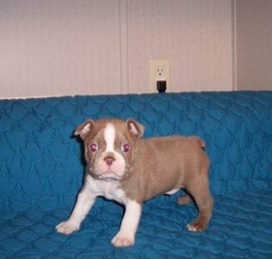 Photo of Boston Terrier