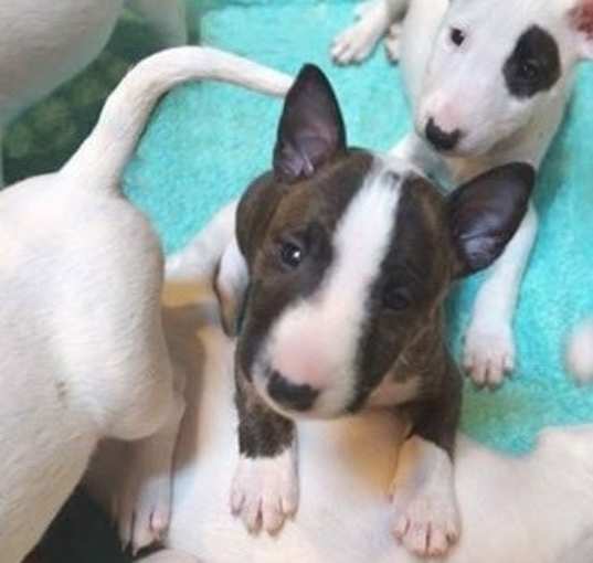 Photo of Bull Terrier