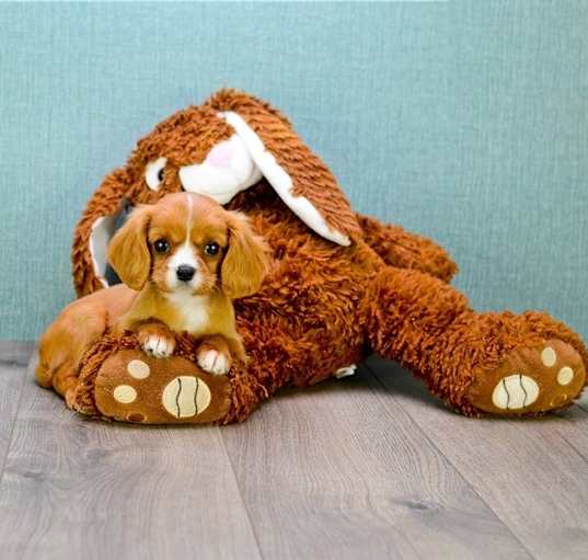 Photo of Cavalier King Charles Spaniel