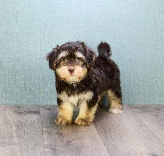 Photo of Havanese