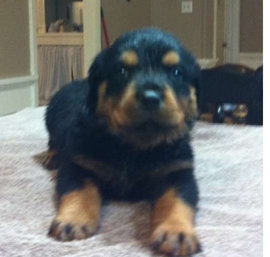 Photo of Rottweiler