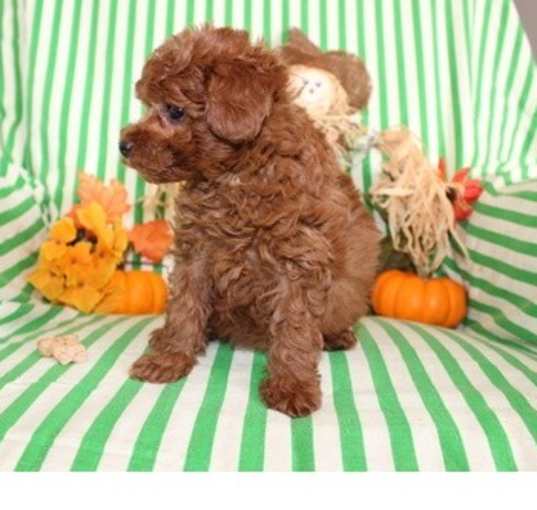 Photo of Tea cup Poodle