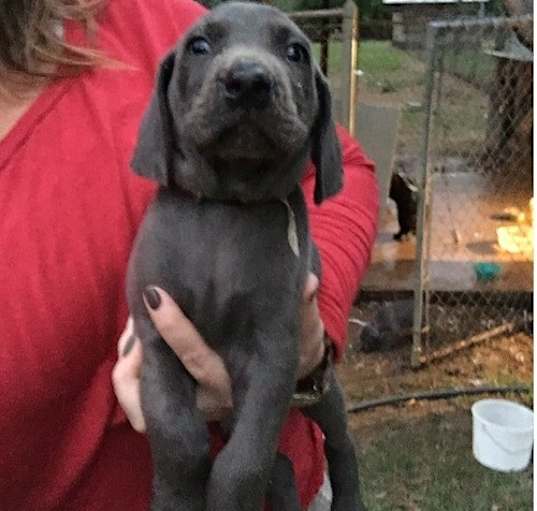 Photo of Weimaraner
