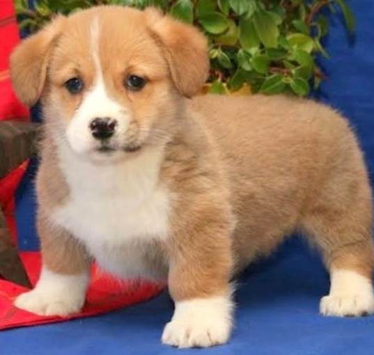 Photo of Welsh Corgi, Pembroke