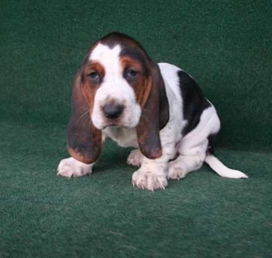 Photo of Basset Hound