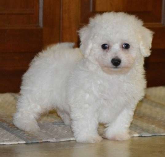 Photo of Bichon frise