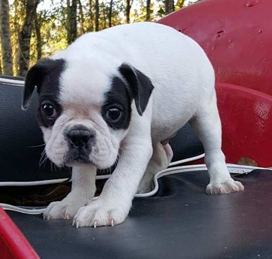 Photo of Boston Terrier