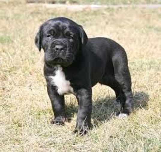 Photo of Cane Corso