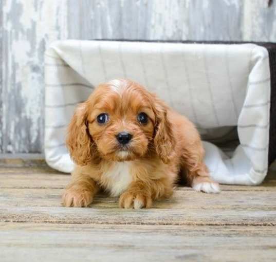 Photo of Cavalier King Charles Spaniel