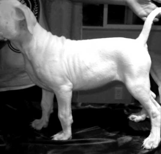 Photo of Dogo Argentino