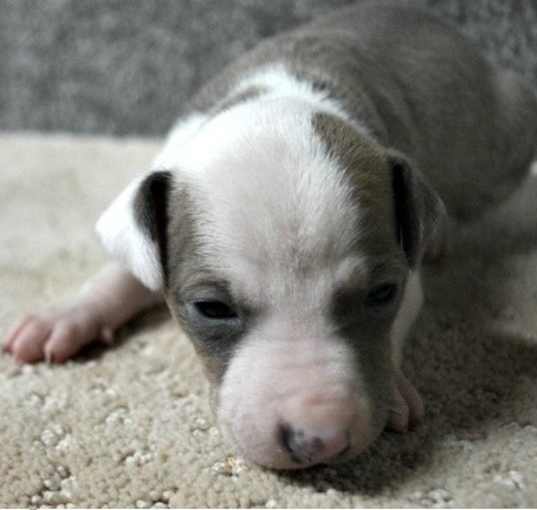 Photo of Italian Greyhound