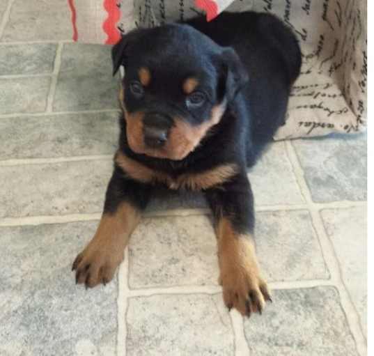 Photo of Rottweiler