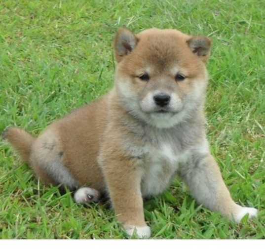 Photo of Shiba Inu