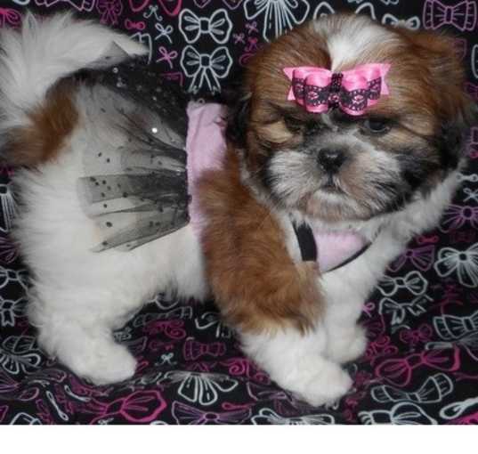 Photo of Shih Tzu