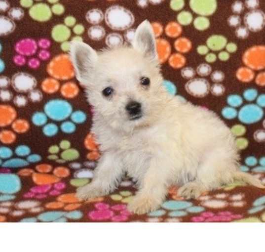 Photo of West Highland White Terrier