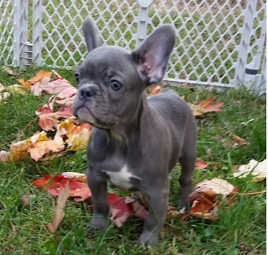 Photo of French Bulldog
