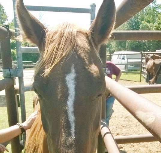 Photo of Noelle
