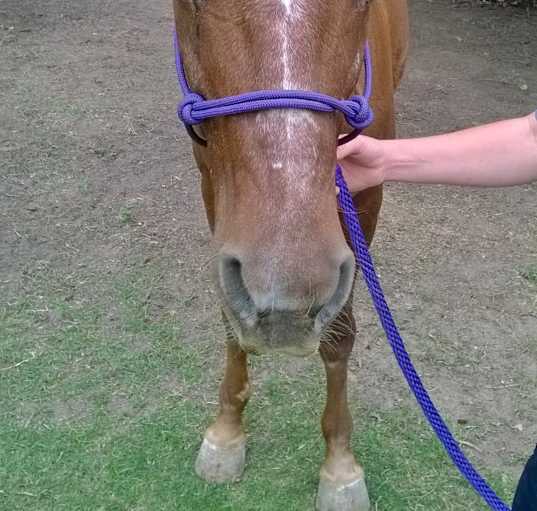 Photo of Rusty Red