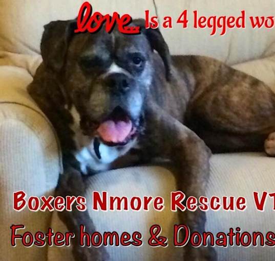 Photo of FOSTER VOLUNTEERS NEEDED