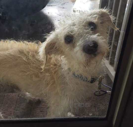 Photo of Rescue volunteers needed now!