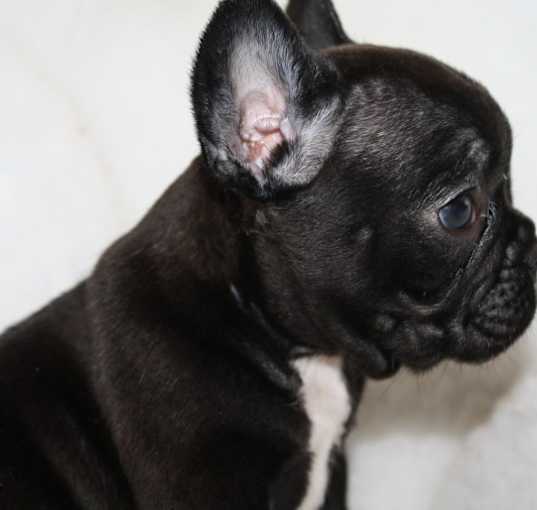 Photo of Silver