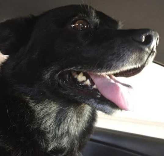 Photo of Rosco