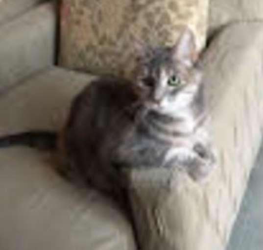 Photo of FOSTER HOME NEEDED - CHLOE