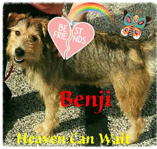 Photo of Benji
