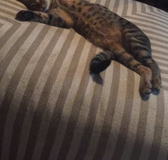 Photo of Jax 